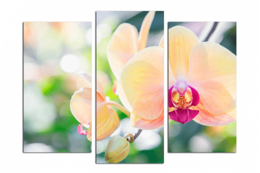 Модульная картина Персиковая орхидея